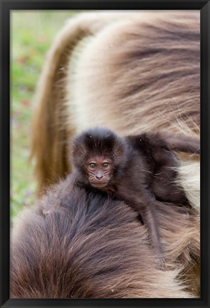 Framed Baby Gelada Baboon primate, Ethiopia Print