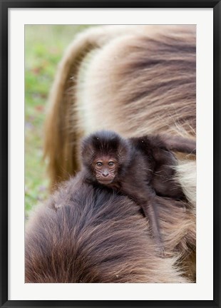 Framed Baby Gelada Baboon primate, Ethiopia Print