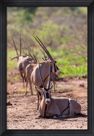Framed Gemsbok Herd in Tsavo West NP. Kenya, Africa Print