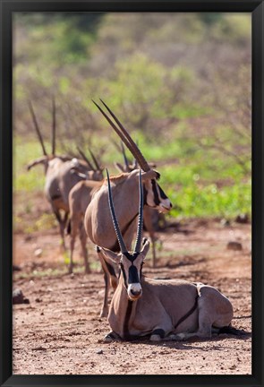 Framed Gemsbok Herd in Tsavo West NP. Kenya, Africa Print