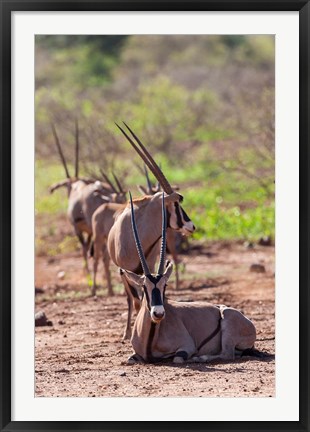 Framed Gemsbok Herd in Tsavo West NP. Kenya, Africa Print
