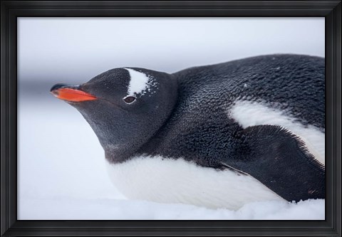Framed Gentoo Penguin resting in snow on Deception Island, Antarctica. Print
