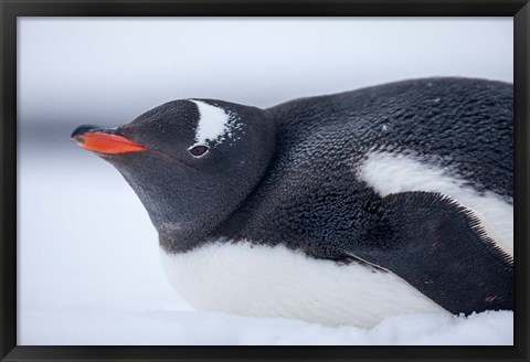 Framed Gentoo Penguin resting in snow on Deception Island, Antarctica. Print