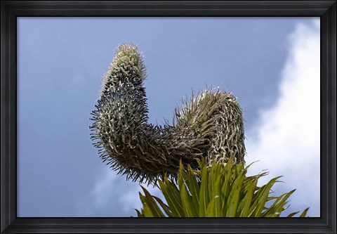 Framed Giant Lobelia flora of the Rwenzoris, Uganda Print