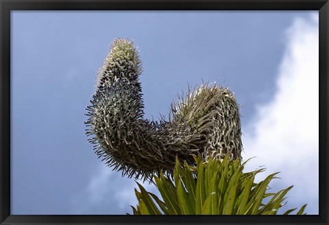 Framed Giant Lobelia flora of the Rwenzoris, Uganda Print