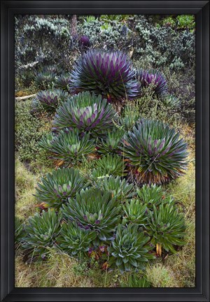 Framed Giant Lobelia flora, Uganda Print