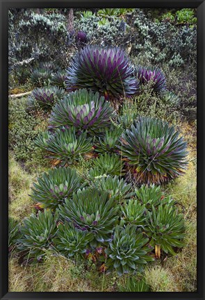 Framed Giant Lobelia flora, Uganda Print