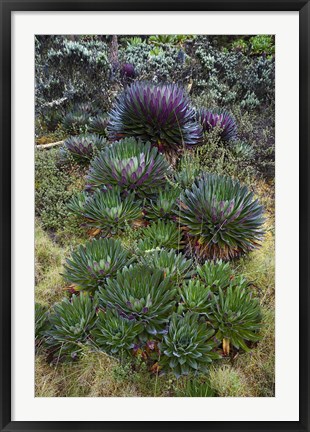 Framed Giant Lobelia flora, Uganda Print