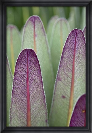 Framed Giant Lobelia flora, Rwenzoris, Uganda Print