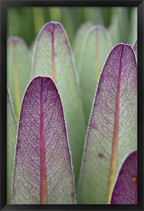 Framed Giant Lobelia flora, Rwenzoris, Uganda Print