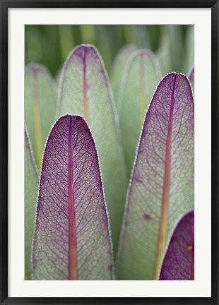 Framed Giant Lobelia flora, Rwenzoris, Uganda Print