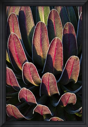 Framed Red leafs, Giant Lobelia, Heather Forest, Rwenzori, East Africa Print