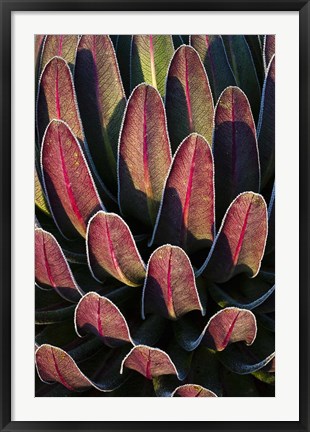 Framed Red leafs, Giant Lobelia, Heather Forest, Rwenzori, East Africa Print