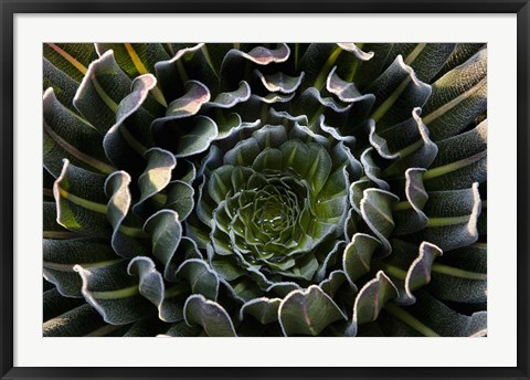 Framed Giant Lobelia, Heather Forest, Rwenzori, East Africa Print