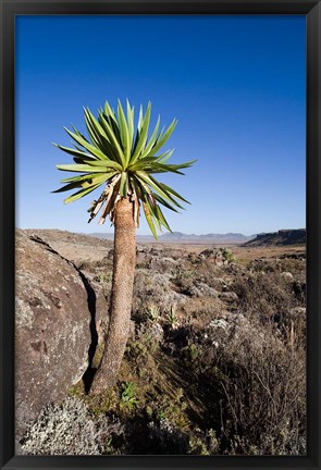 Framed Giant Loebelia, Bale Mountains, Ethiopia Print