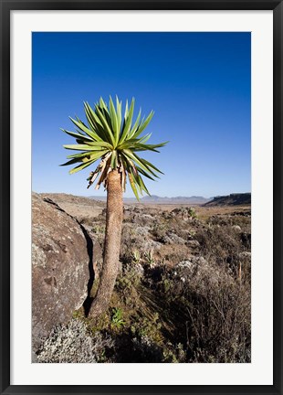 Framed Giant Loebelia, Bale Mountains, Ethiopia Print