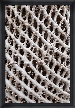 Framed Lattice pattern in Giant Loebelia, Bale Mountains, Ethiopia Print