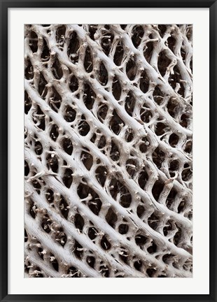 Framed Lattice pattern in Giant Loebelia, Bale Mountains, Ethiopia Print