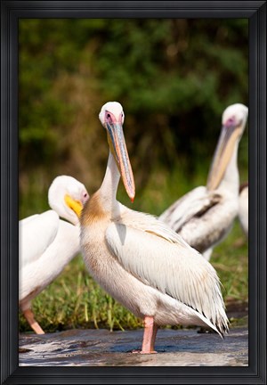 Framed Great White Pelican, Lake Chamo, Nechisar National Park, Arba Minch, Ethiopia Print