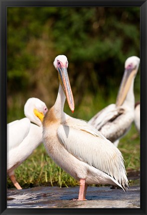 Framed Great White Pelican, Lake Chamo, Nechisar National Park, Arba Minch, Ethiopia Print