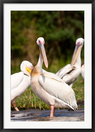 Framed Great White Pelican, Lake Chamo, Nechisar National Park, Arba Minch, Ethiopia Print