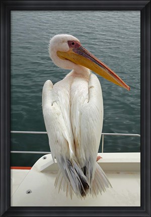 Framed Great White Pelican, Walvis Bay, Namibia, Africa. Print