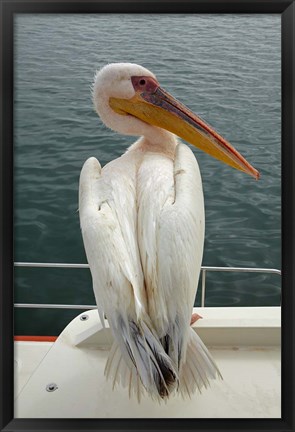 Framed Great White Pelican, Walvis Bay, Namibia, Africa. Print