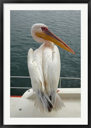 Framed Great White Pelican, Walvis Bay, Namibia, Africa. Print