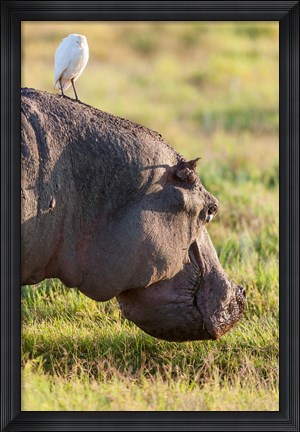 Framed Hippopotamus grazing, Amboseli National Park, Kenya Print
