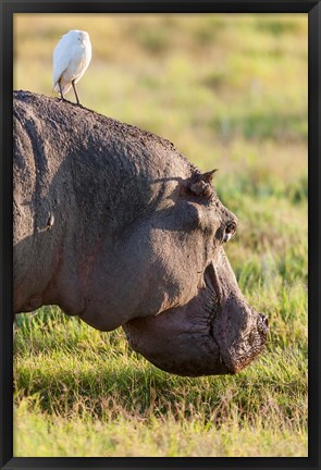 Framed Hippopotamus grazing, Amboseli National Park, Kenya Print