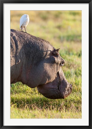 Framed Hippopotamus grazing, Amboseli National Park, Kenya Print