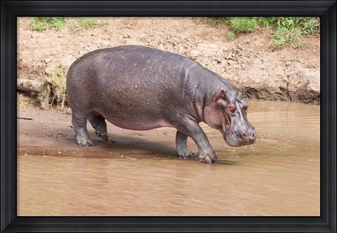 Framed Hippopotamus pod relaxing, Mara River, Maasai Mara, Kenya, Africa Print