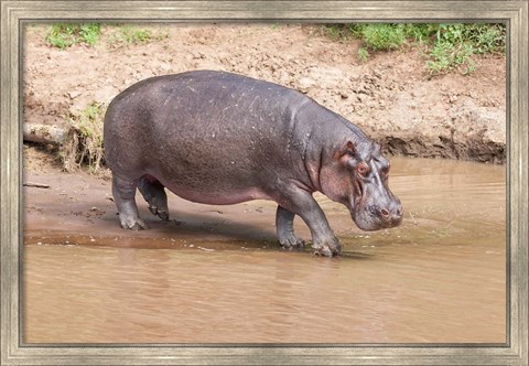 Framed Hippopotamus pod relaxing, Mara River, Maasai Mara, Kenya, Africa Print