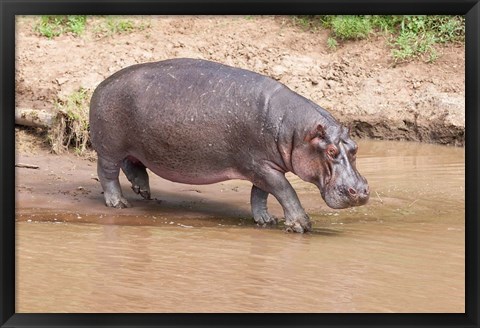 Framed Hippopotamus pod relaxing, Mara River, Maasai Mara, Kenya, Africa Print