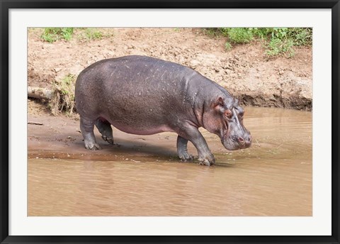 Framed Hippopotamus pod relaxing, Mara River, Maasai Mara, Kenya, Africa Print