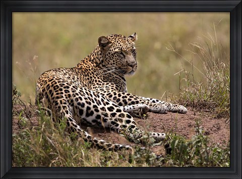 Framed Africa, Tanzania, Serengeti. Leopard, Panthera pardus. Print
