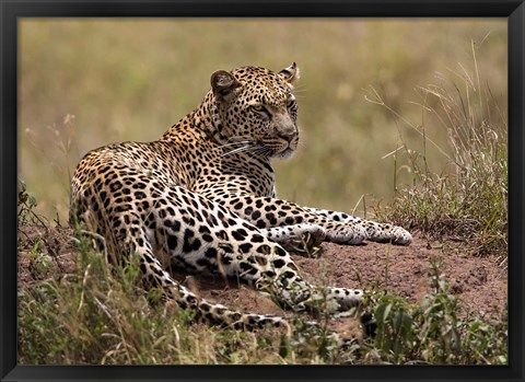 Framed Africa, Tanzania, Serengeti. Leopard, Panthera pardus. Print