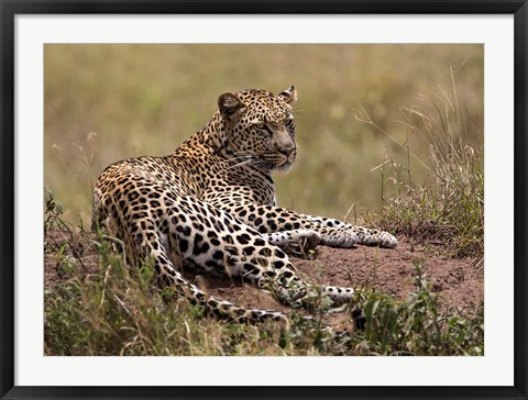 Framed Africa, Tanzania, Serengeti. Leopard, Panthera pardus. Print