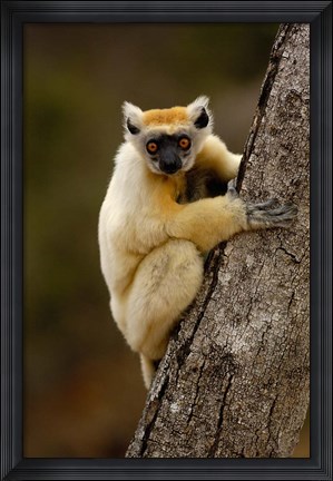 Framed Golden-crowned sifaka, Daraina, MADAGASCAR Print
