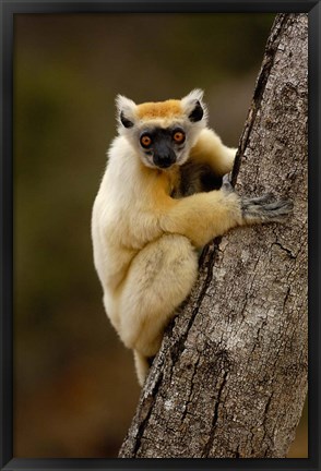 Framed Golden-crowned sifaka, Daraina, MADAGASCAR Print