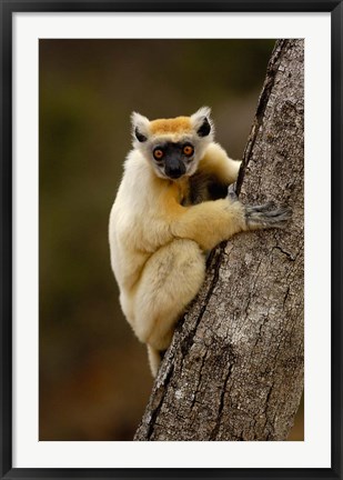 Framed Golden-crowned sifaka, Daraina, MADAGASCAR Print