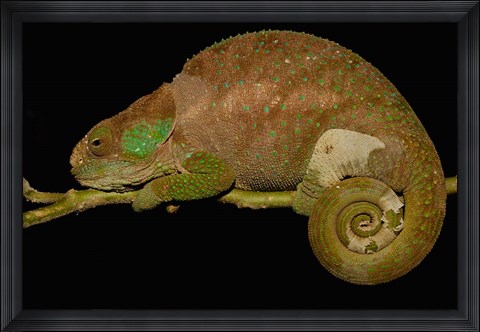 Framed Hilleniusi chameleon lizard, MADAGASCAR Print