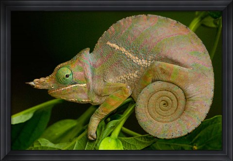 Framed Baudrier&#39;s Chameleon, Lizard, Madagascar, Africa Print