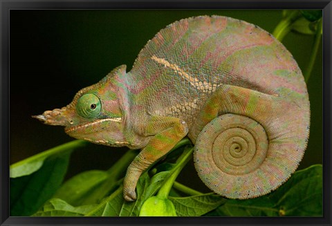 Framed Baudrier&#39;s Chameleon, Lizard, Madagascar, Africa Print