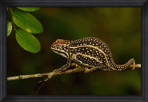 Framed Campan&#39;s chameleon lizard, Madagascar Print
