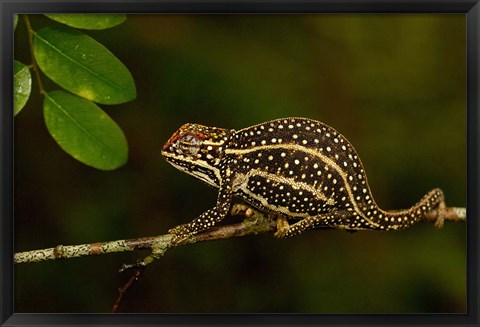 Framed Campan&#39;s chameleon lizard, Madagascar Print