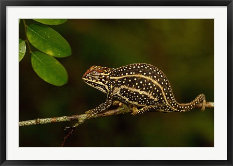 Framed Campan&#39;s chameleon lizard, Madagascar Print