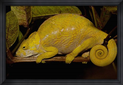 Framed Globular Chameleon, Lizards, Madagascar Print