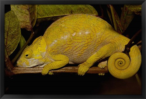 Framed Globular Chameleon, Lizards, Madagascar Print