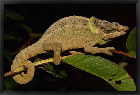 Framed Green-eared Chameleon lizard, Madagascar, Africa Print
